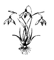 SNOWDROP.PCX