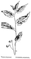 SNAKROOT.PCX