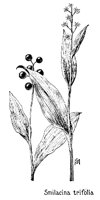 SMILACIN.PCX