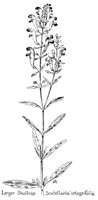 SKULLCAP.PCX
