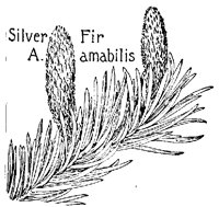 SILVRFIR.PCX