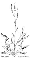 SHSORREL.PCX
