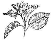 SHADBUSH.PCX