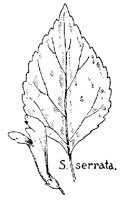 SERRATA.PCX