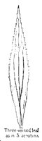 SEROTINA.PCX