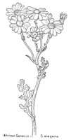 SENECIO.PCX