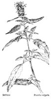 SELFHEAL.PCX