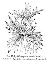 SEAHOLLY.PCX