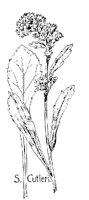 SCUTLERI.PCX