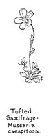 SAXIFRAG.PCX
