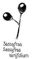 SASAFRAS.PCX