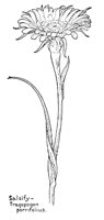 SALSIFY.PCX