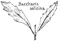 SALICINA.PCX