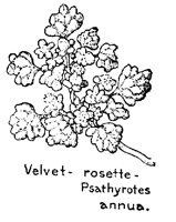 ROSETTE.PCX