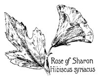 ROSESHAR.PCX