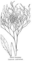 ROSEMARY.PCX
