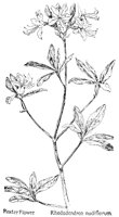 RHODY4.PCX