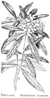 RHODY3.PCX