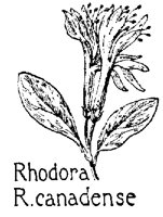 RHODORA.PCX