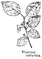 RHAMNUS.PCX