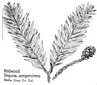 REDWOOD.PCX