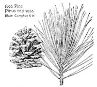 REDPINE.PCX