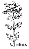 RCILIOSA.PCX
