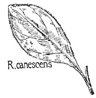 RCANSCN.PCX