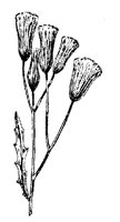 RAGWORT.PCX