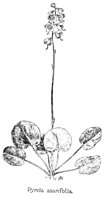 PYROLA.PCX