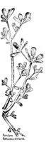 PURSLANE.PCX