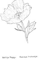 POPPYWLD.PCX