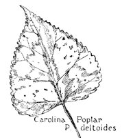 POPLAR.PCX