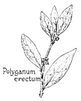 POLYGAN.PCX