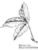 POISNIVY.PCX