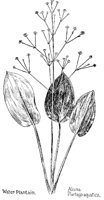 PLANTAIN.PCX