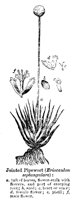 PIPEWORT.PCX
