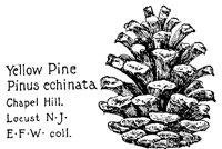 PINECONE.PCX