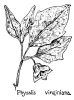 PHYSALIS.PCX
