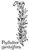PHYLLODO.PCX