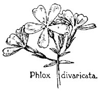 PHLOX.PCX