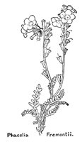 PHACELIA.PCX