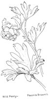 PEONYWLD.PCX