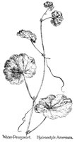 PENYWORT.PCX