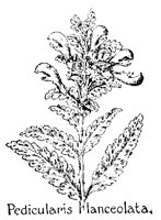 PEDICULA.PCX
