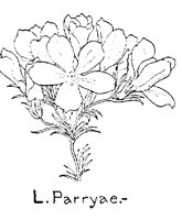 PARRYAE.PCX