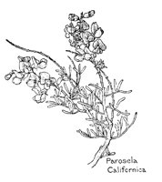 PAROSELA.PCX