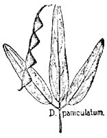 PANICUL.PCX
