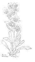 PALPINA.PCX