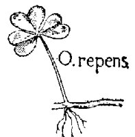 OREPENS.PCX